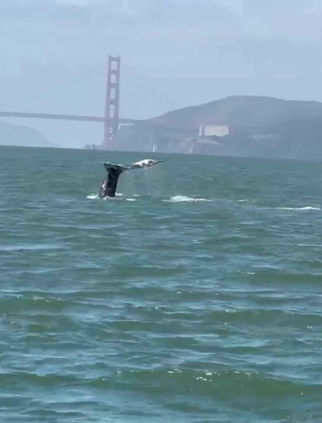 Whale Watching Tour