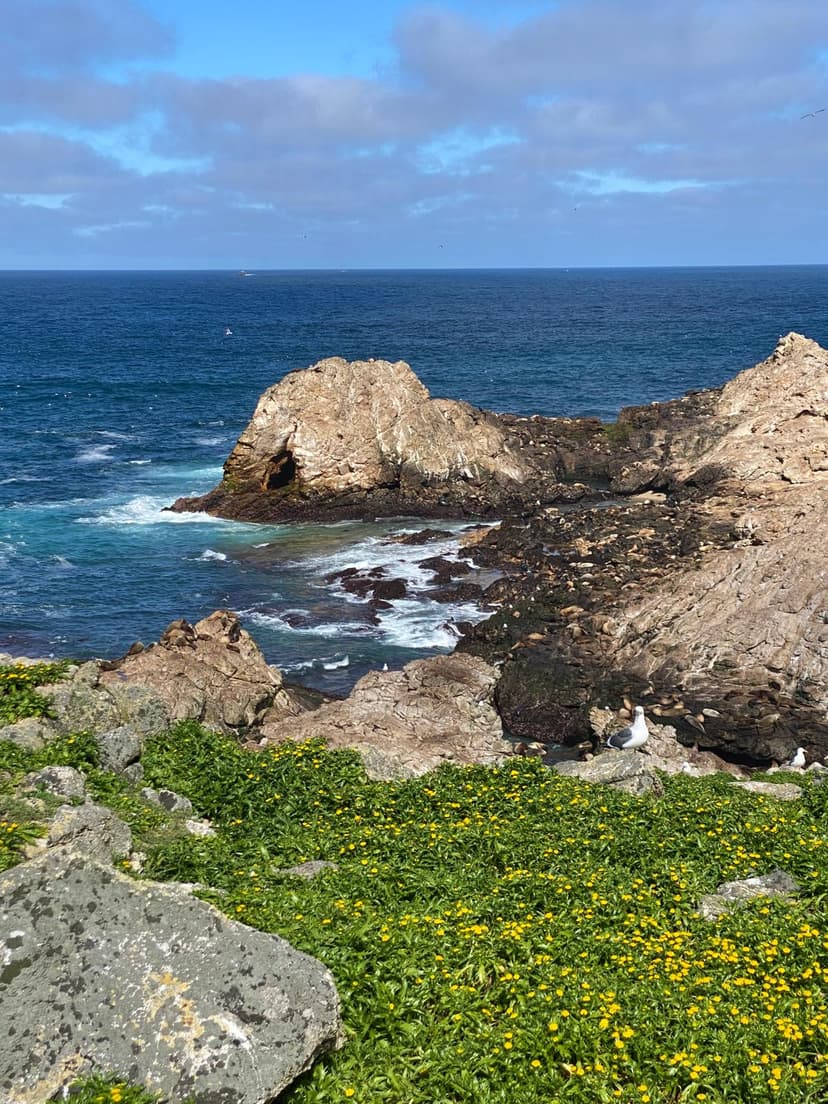 Farallon Islands scenery from a Molly's Boats charter, an area tied to salmon ecosystems